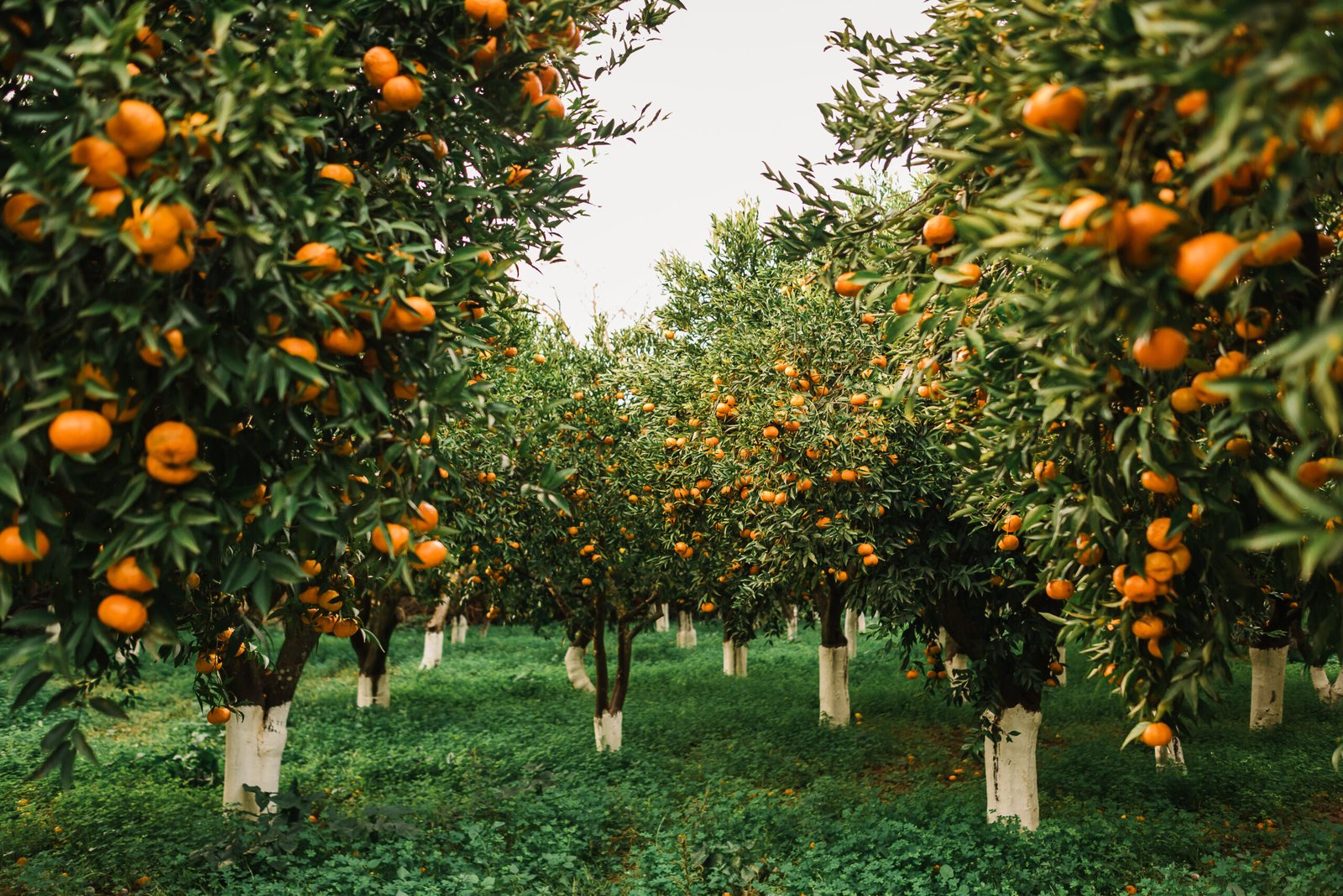 chios mandarins, love chios, elolathikes,