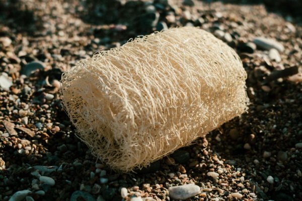 Loofah - Image 6