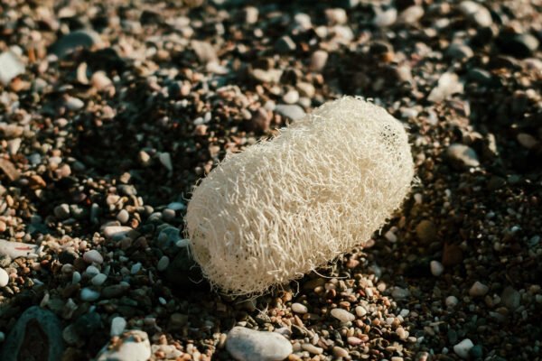 Loofah - Image 3