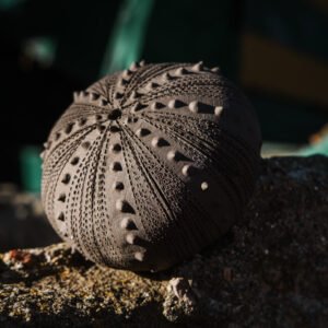 Axinos, elolathikes, chios